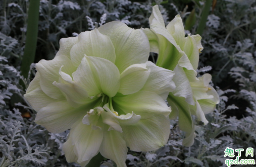 朱顶红好养活吗 养朱顶红哪些是要注意的