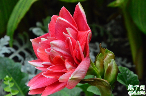 朱顶红好养活吗 养朱顶红哪些是要注意的