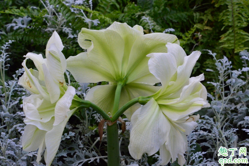 朱顶红好养活吗 养朱顶红哪些是要注意的