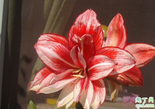 朱顶红一年开几次花 朱顶红种几年才开花