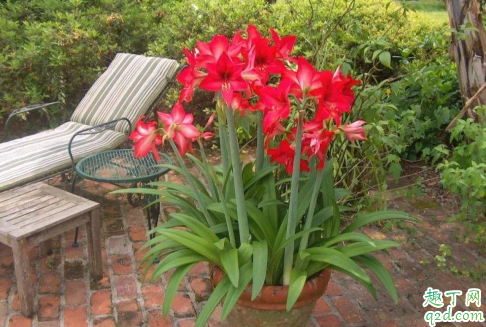 朱顶红一年开几次花 朱顶红种几年才开花