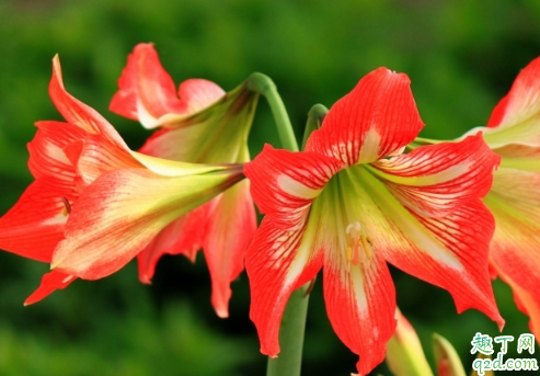 朱顶红一年开几次花 朱顶红种几年才开花