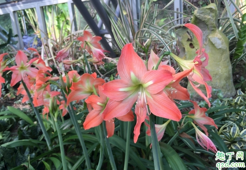 朱顶红种球怎样养大 朱顶红种球如何上盆