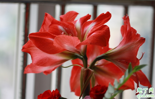 朱顶红种球怎样养大 朱顶红种球如何上盆