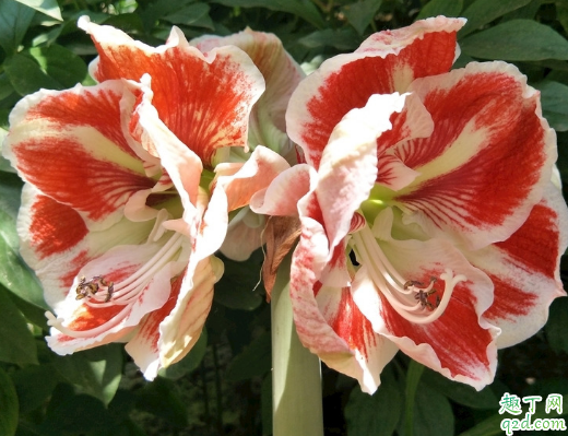 朱顶红种球怎样养大 朱顶红种球如何上盆