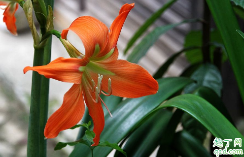 朱顶红换盆时根须用剪吗 朱顶红换盆需注意什么