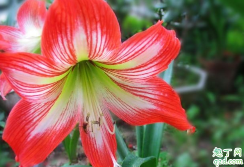 朱顶红换盆时根须用剪吗 朱顶红换盆需注意什么