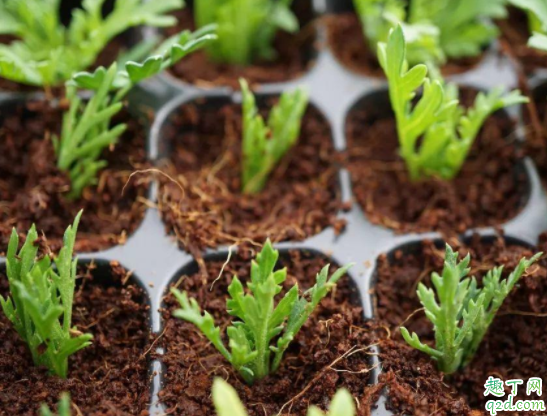 椰糠怎么配营养土 椰糠可以直接种植物吗