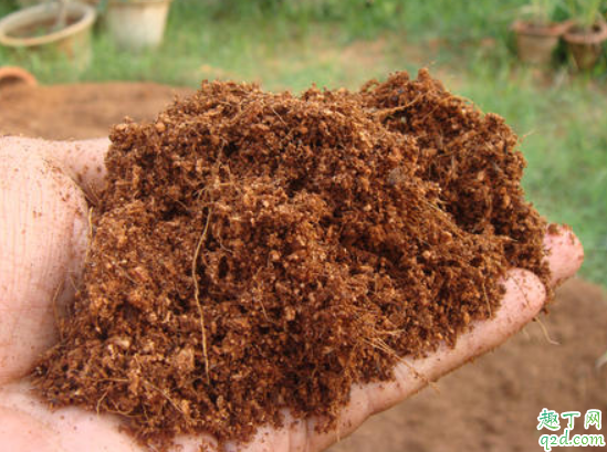 椰糠怎么配营养土 椰糠可以直接种植物吗