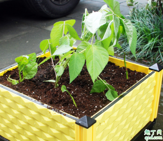 椰糠怎么配营养土 椰糠可以直接种植物吗