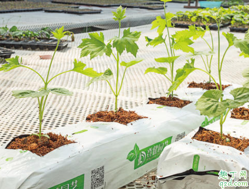 茶花可用椰糠吗 种茶花泥土的配料方法