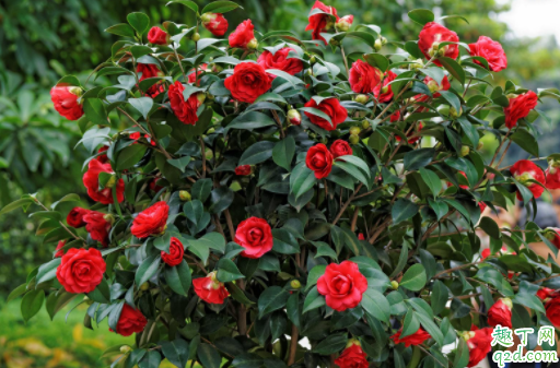 茶花可用椰糠吗 种茶花泥土的配料方法