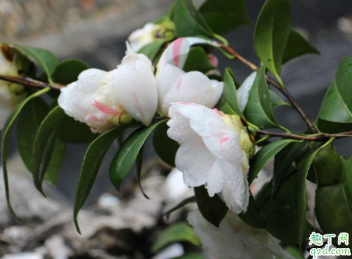茶花可用椰糠吗 种茶花泥土的配料方法