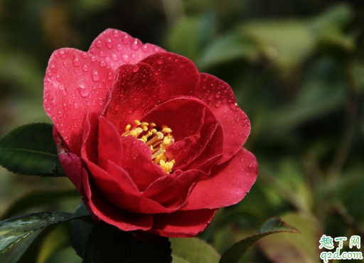 茶花可用椰糠吗 种茶花泥土的配料方法