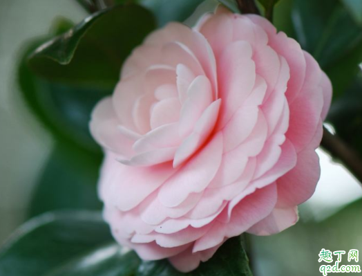 种茶花用黄土好还是红土好呢 种茶花用多大的盆合适