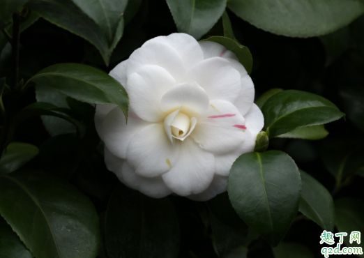 种茶花用黄土好还是红土好呢 种茶花用多大的盆合适