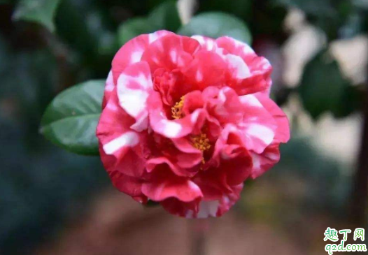 种茶花用黄土好还是红土好呢 种茶花用多大的盆合适