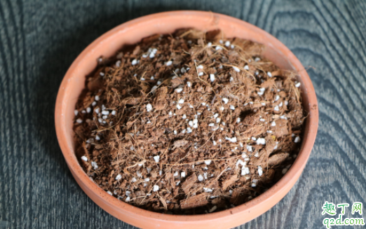 粗椰糠好还是细椰糠好 种多肉可以用椰糠吗