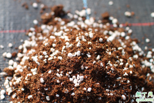 粗椰糠好还是细椰糠好 种多肉可以用椰糠吗