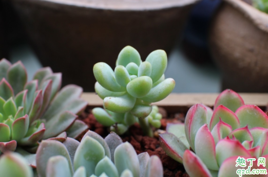 粗椰糠好还是细椰糠好 种多肉可以用椰糠吗