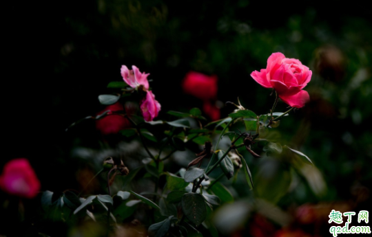 纯椰糠可以种月季吗 月季用粗椰糠还是细椰糠