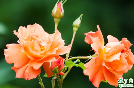 纯椰糠可以种月季吗 月季用粗椰糠还是细椰糠