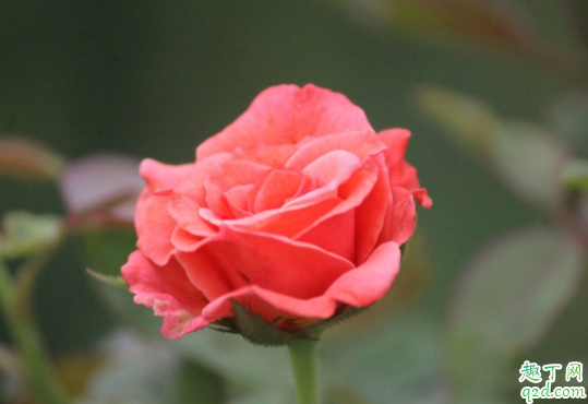 纯椰糠可以种月季吗 月季用粗椰糠还是细椰糠