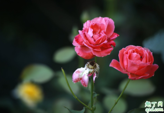 纯椰糠可以种月季吗 月季用粗椰糠还是细椰糠