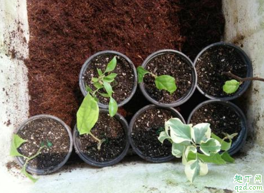 扦插用椰糠还是蛭石好 椰糠和泥炭哪个好