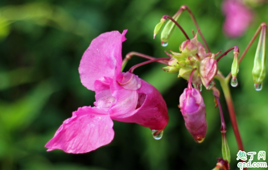 扦插用椰糠还是蛭石好 椰糠和泥炭哪个好