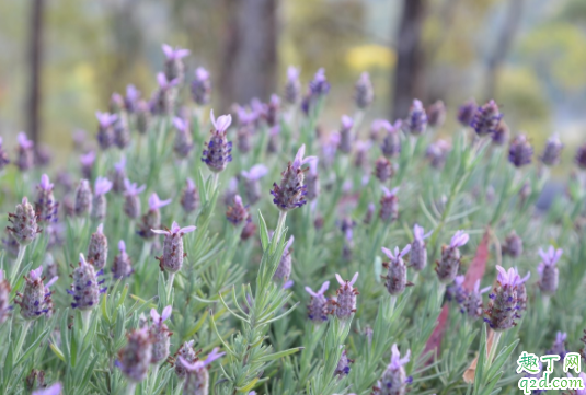 扦插用椰糠还是蛭石好 椰糠和泥炭哪个好