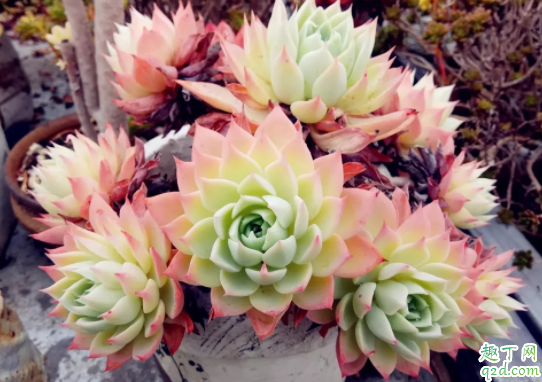 扦插用椰糠还是蛭石好 椰糠和泥炭哪个好