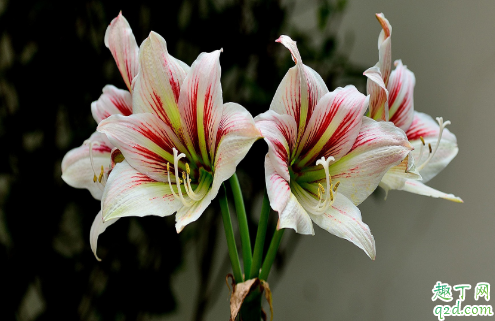 朱顶红耐寒吗 朱顶红怎么越冬