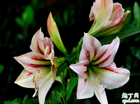 朱顶红耐寒吗 朱顶红怎么越冬