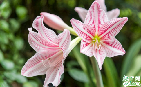 朱顶红耐寒吗 朱顶红怎么越冬