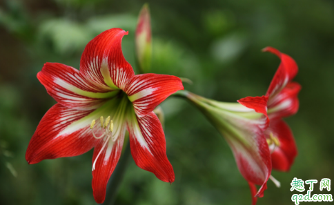 朱顶红种球几天能发芽 朱顶红种球老不发芽怎么办