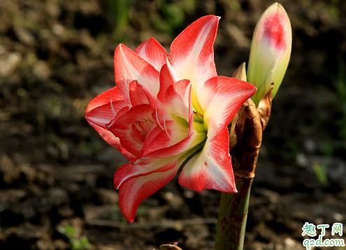 朱顶红种球几天能发芽 朱顶红种球老不发芽怎么办