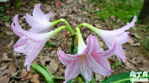朱顶红种球几天能发芽 朱顶红种球老不发芽怎么办