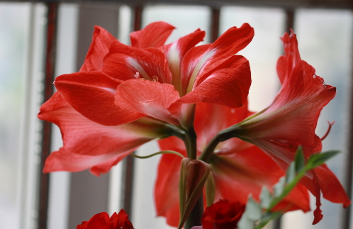 朱顶红不剪叶子能开花吗 朱顶红开花后要剪叶子吗