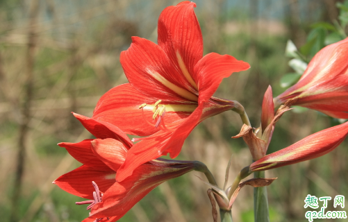 朱顶红不剪叶子能开花吗 朱顶红开花后要剪叶子吗