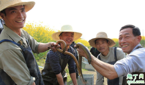 水库黄鳝一般在哪个位置比较多 水库钓黄鳝有什么技巧