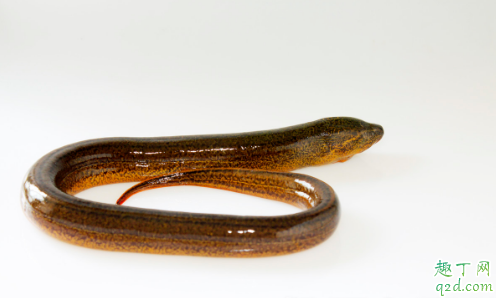 水库黄鳝一般在哪个位置比较多 水库钓黄鳝有什么技巧