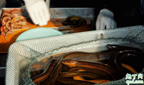 水库黄鳝一般在哪个位置比较多 水库钓黄鳝有什么技巧