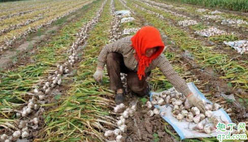 2020大蒜行情怎么样 2020大蒜价格最新行情预测