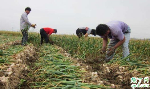 2020大蒜行情怎么样 2020大蒜价格最新行情预测