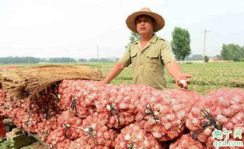 2020大蒜行情怎么样 2020大蒜价格最新行情预测