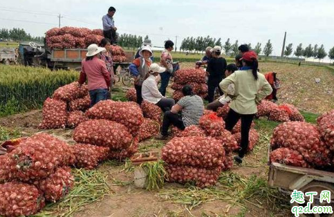 2020大蒜行情怎么样 2020大蒜价格最新行情预测