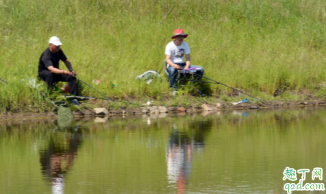 炒熟黄豆粉加菜籽饼一起好打窝吗 钓大头鱼和鲢鳙怎么配饵料