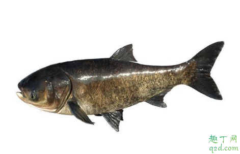 炒熟黄豆粉加菜籽饼一起好打窝吗 钓大头鱼和鲢鳙怎么配饵料