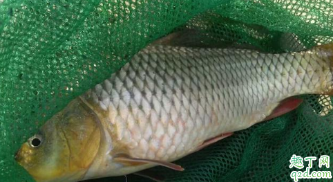 钓鱼忘带抄网怎么办 钓鱼不用抄网不可以吗